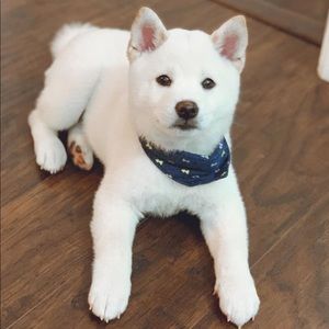 Meet your Posher, Xuepeng